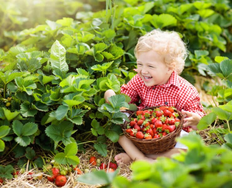 kid laughing with strawberries