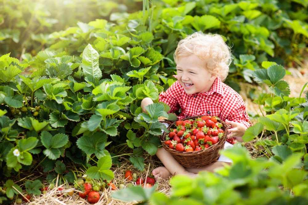 kid laughing with strawberries