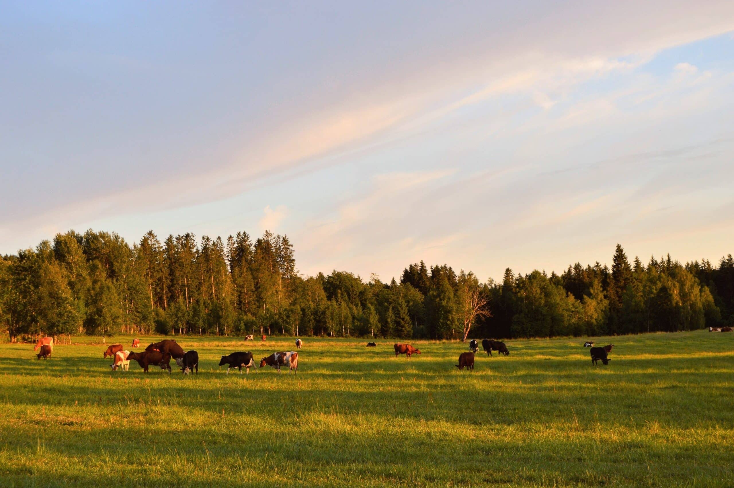 Cows in field