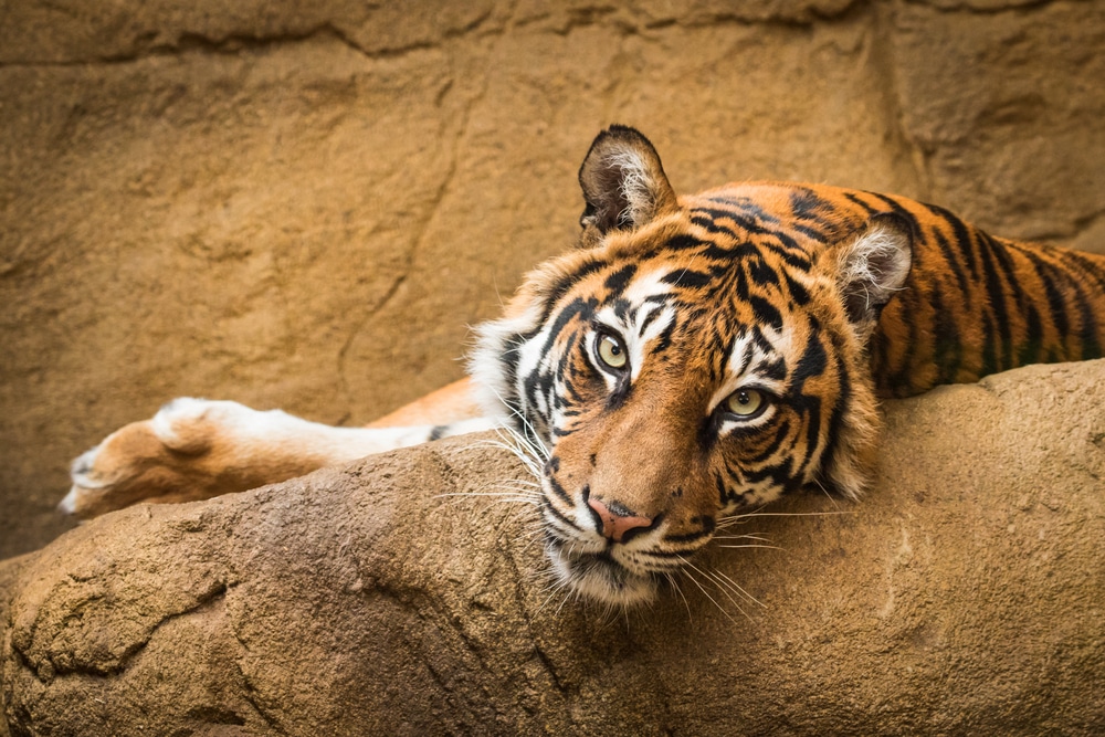 a tiger resting