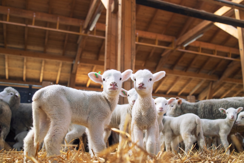baby lambs in an animal barn