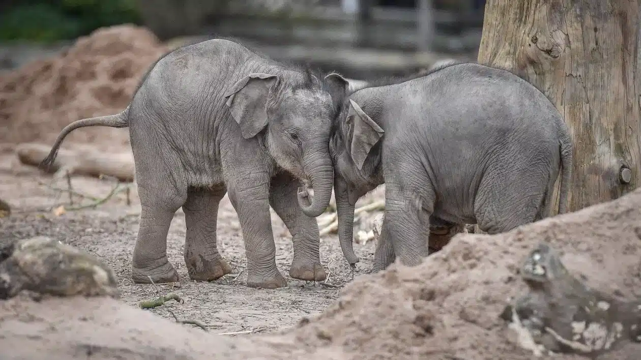 two baby elephants
