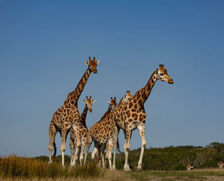 a group of giraffes at port lympne safari park