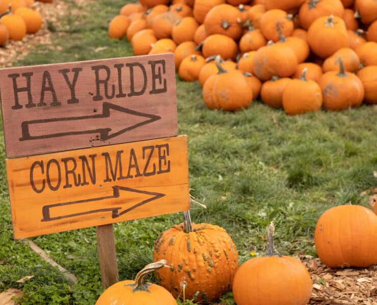 corn maze signs