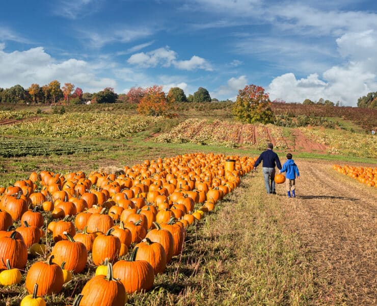 people walking along a pumpkin patch