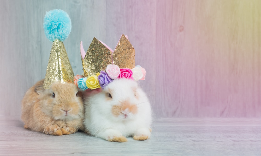 bunnies wearing glitter hats