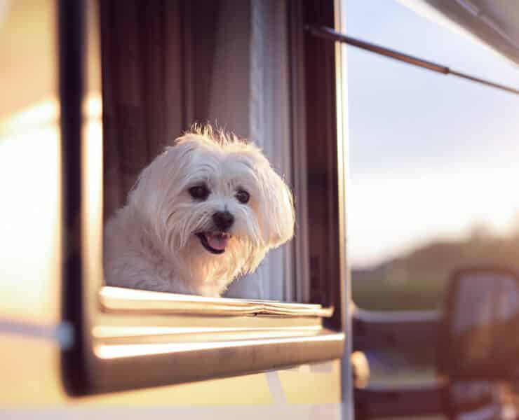 Dog in caravan