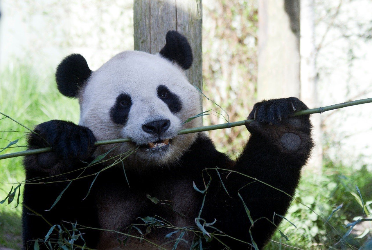 Panda at Edinburgh Zoo