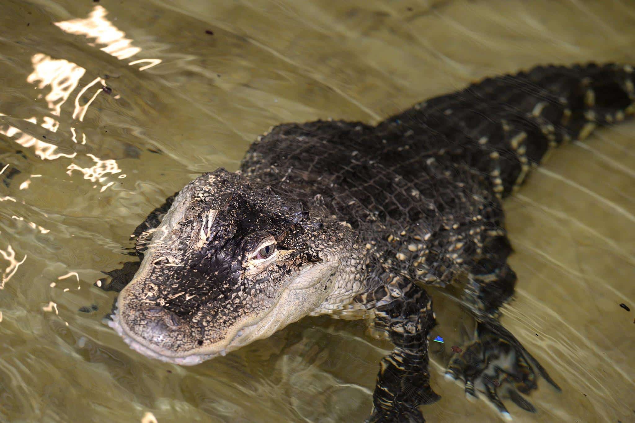 Crocodile at crocodile world