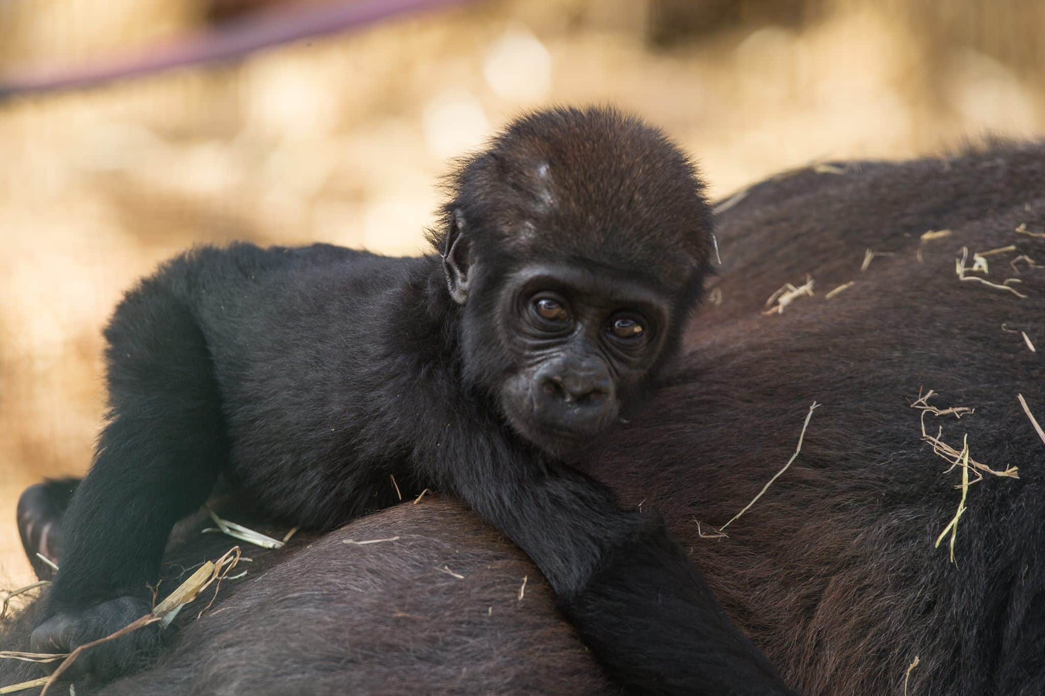 Baby gorilla at Howletts Animal Park