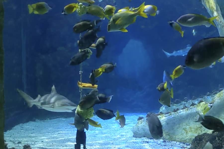 aquarium at bear grylls