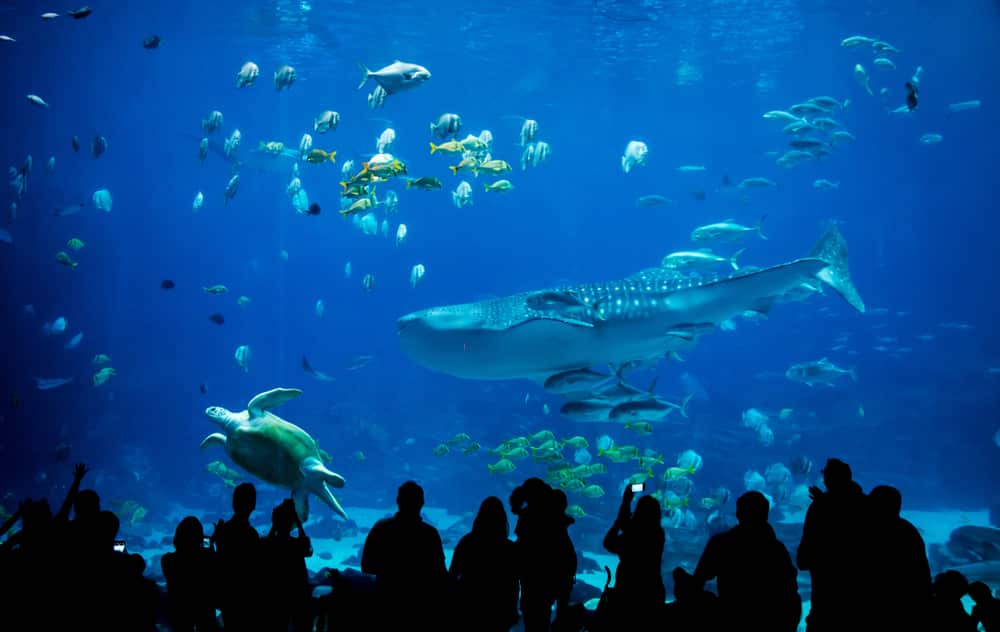 aquarium