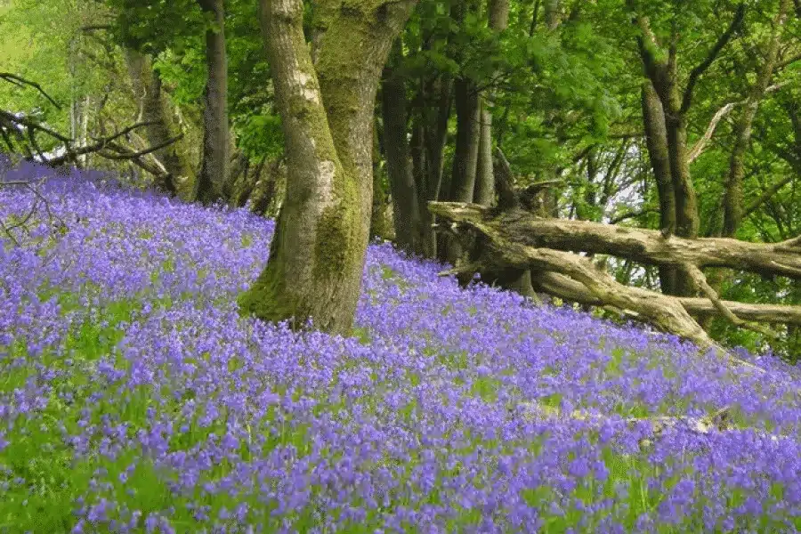 bluebell woods