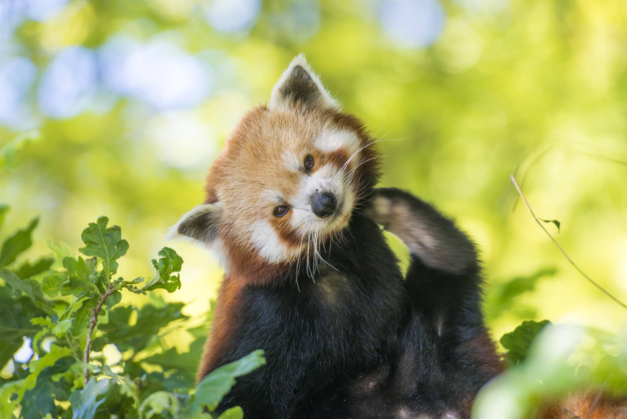 Bristol Zoo