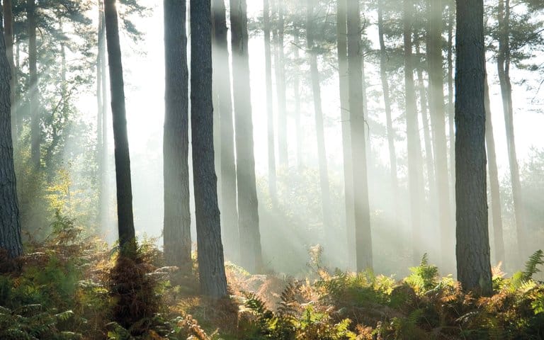 sun seeping through the treses at cannock chase