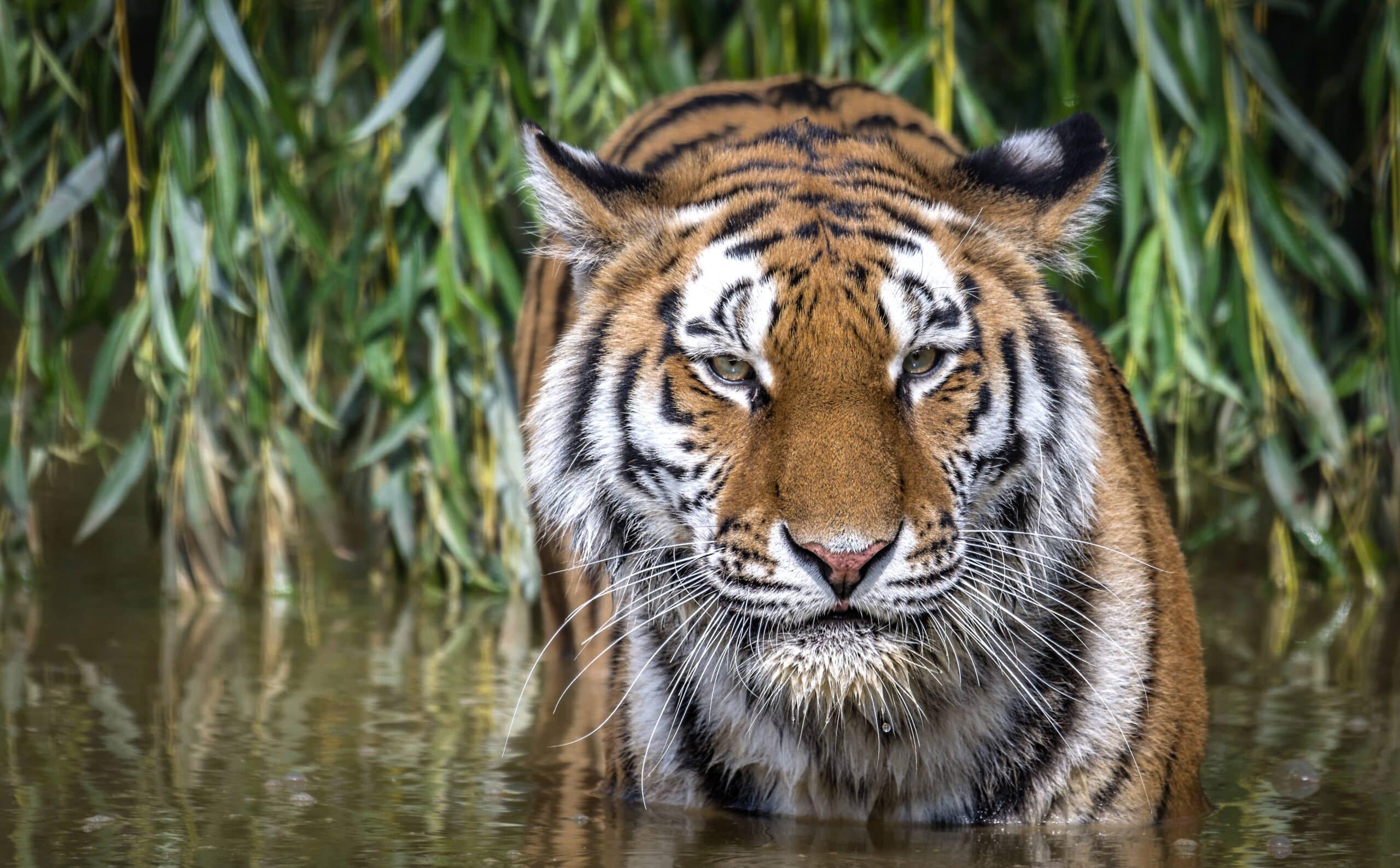 Tiger at Yorkshire Wildlife park