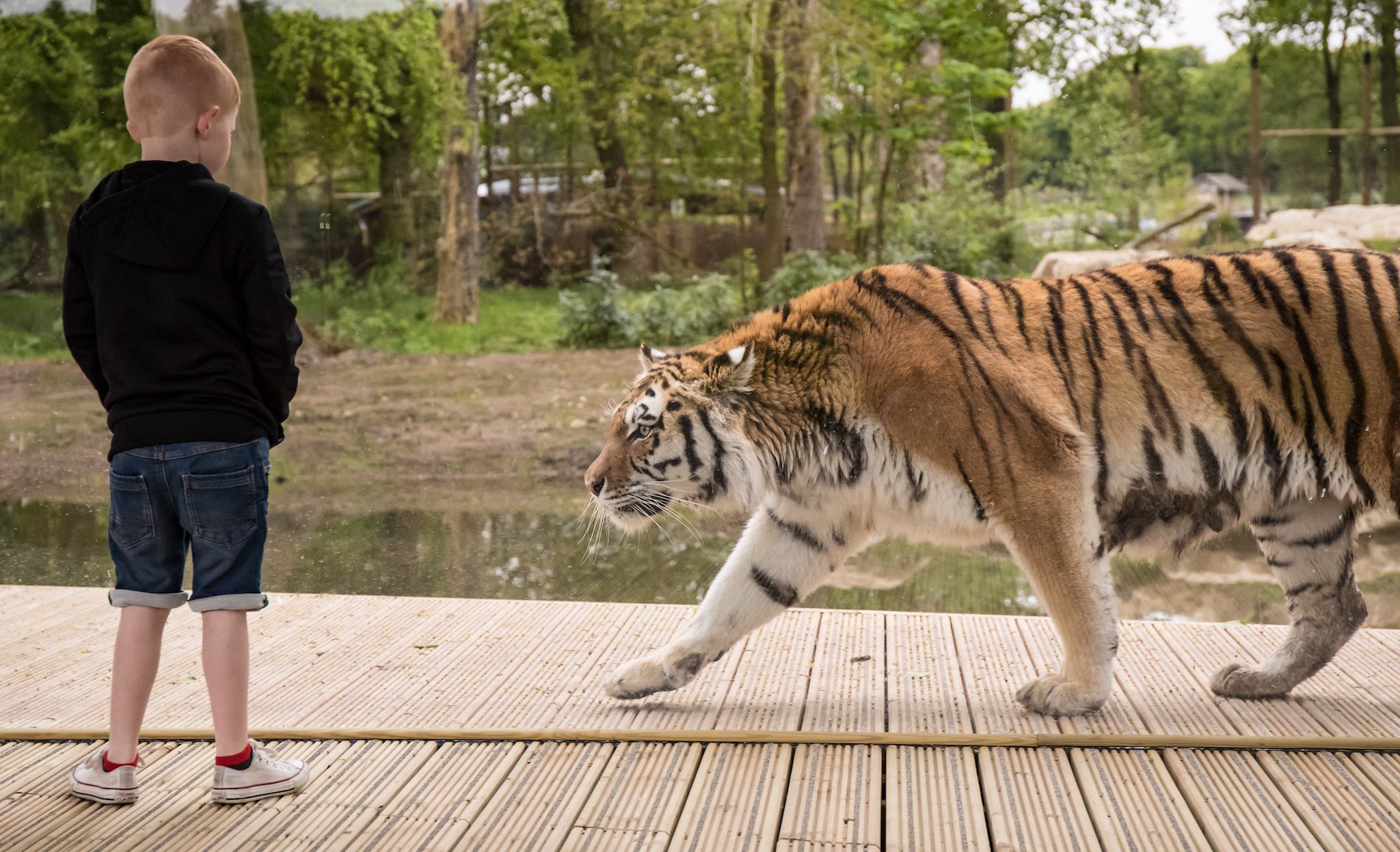 Boy standing in front of tiger at Knowsley Safari