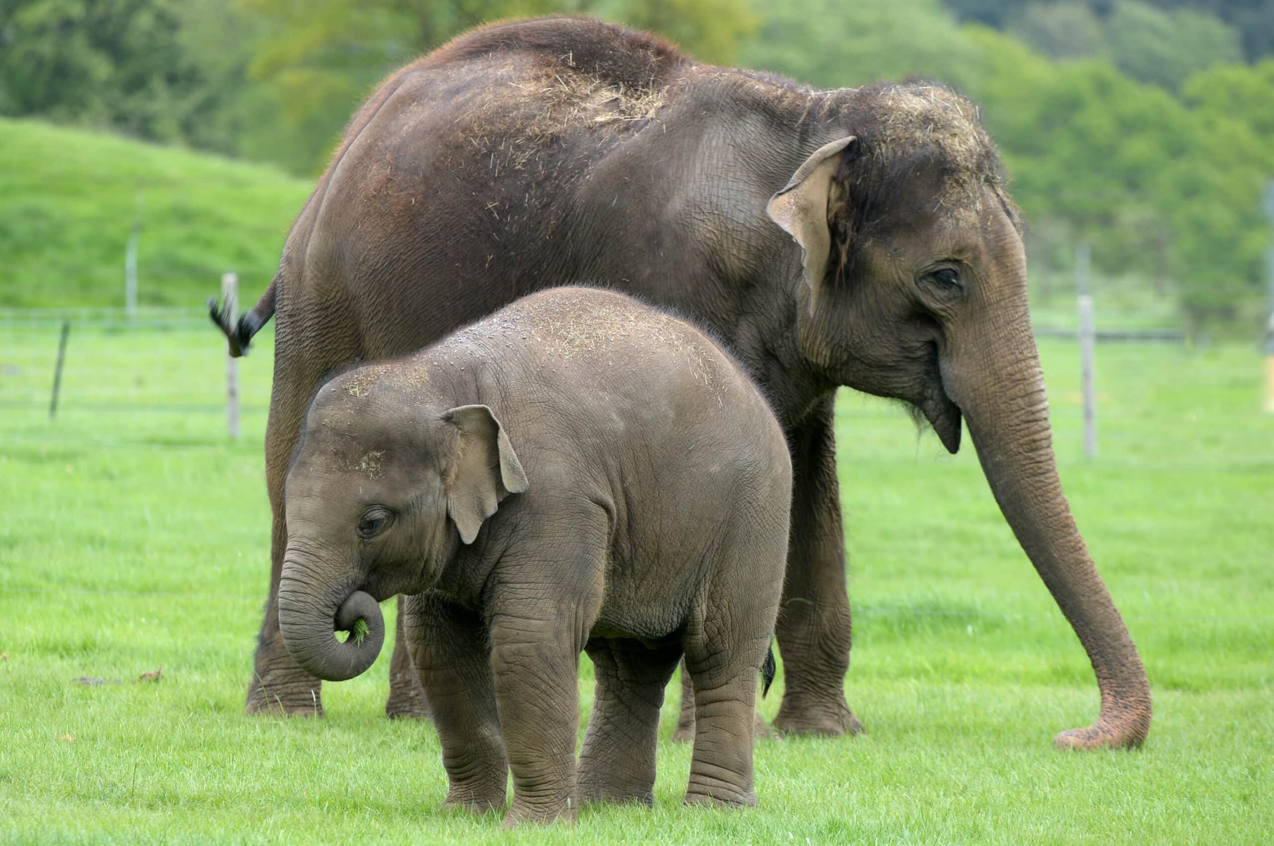 Elephants at Whipsnade zoo