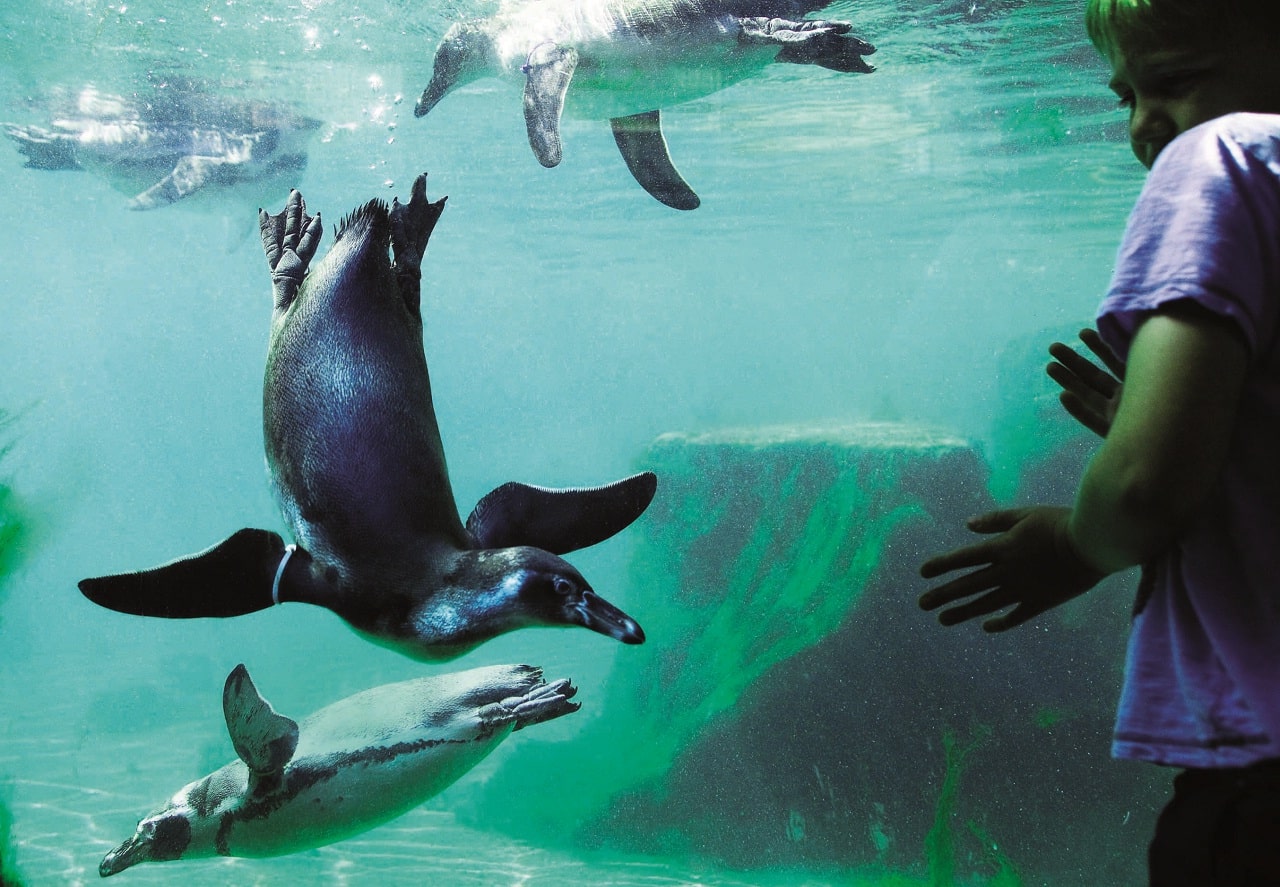 Child watching penguins swim underwater