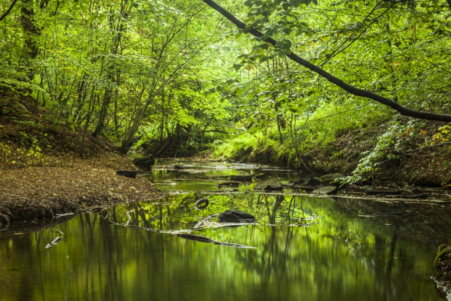 lake at plessy woods