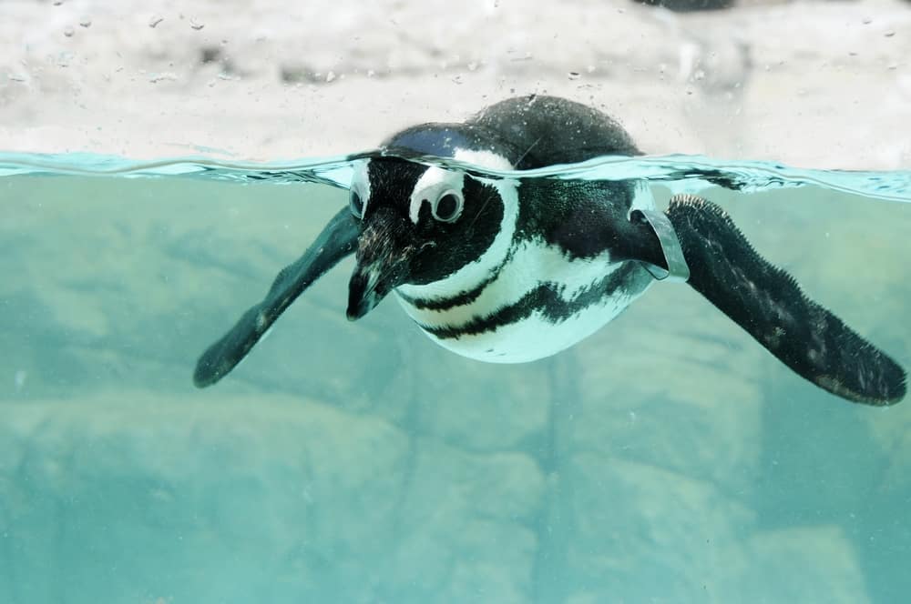 swimming penguin