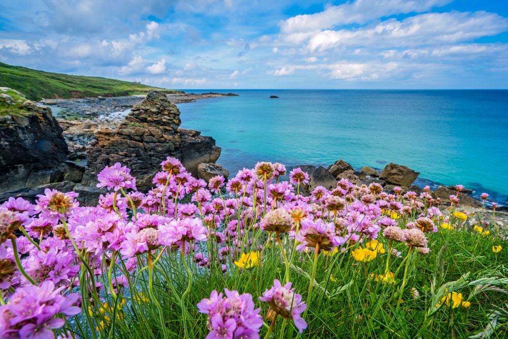 flower field in cornwall