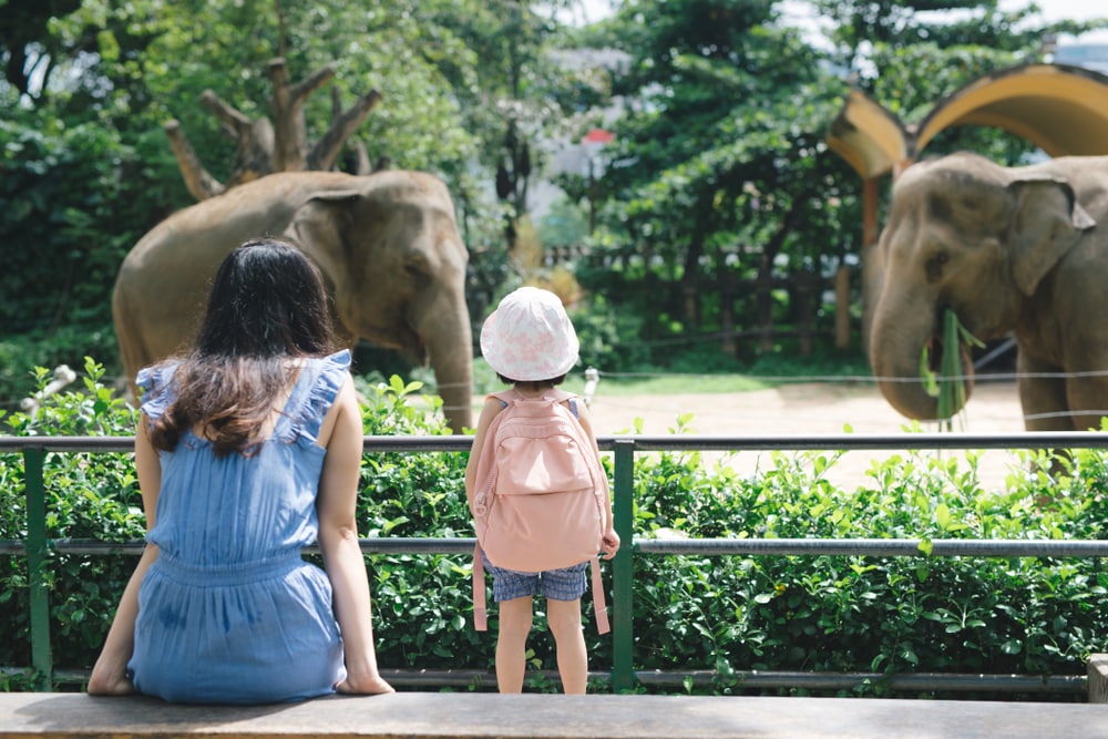 elephants at a zoo