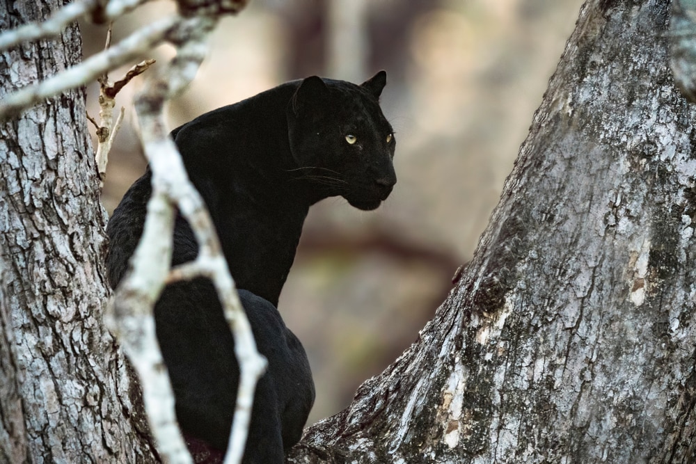 black leopard