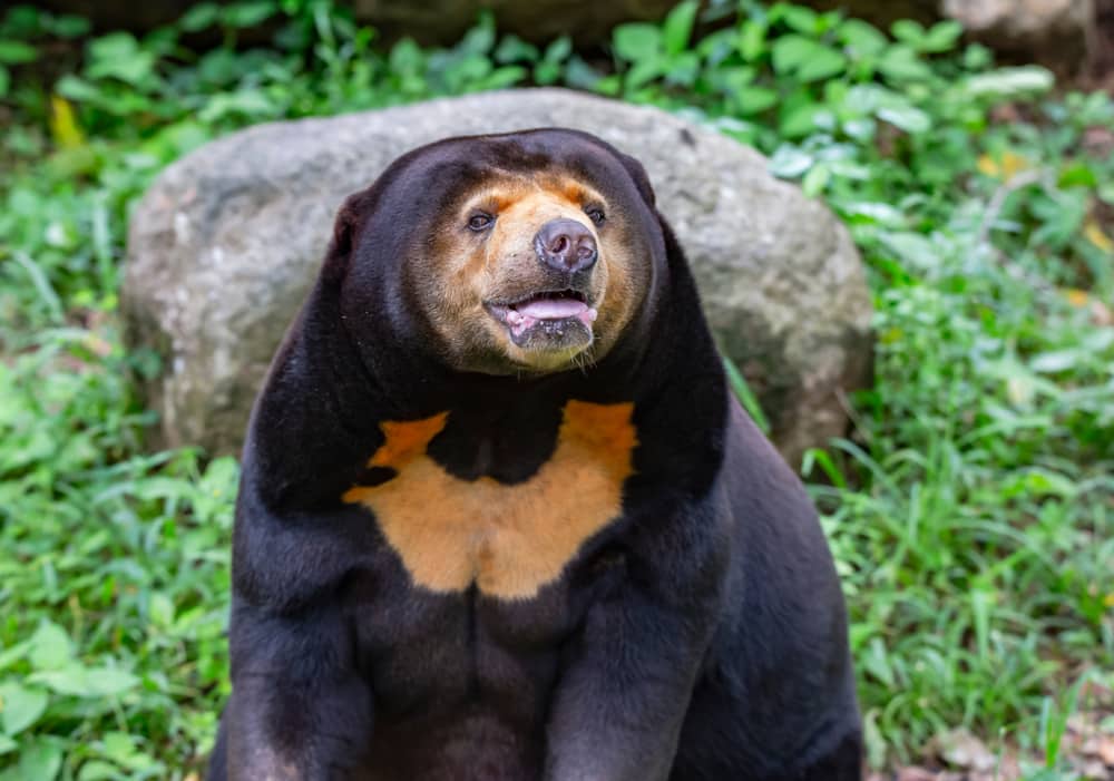a sun bear