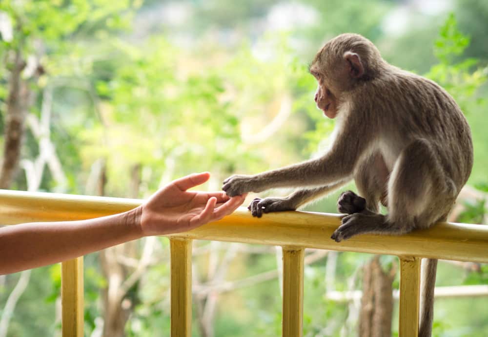 feeding monkeys