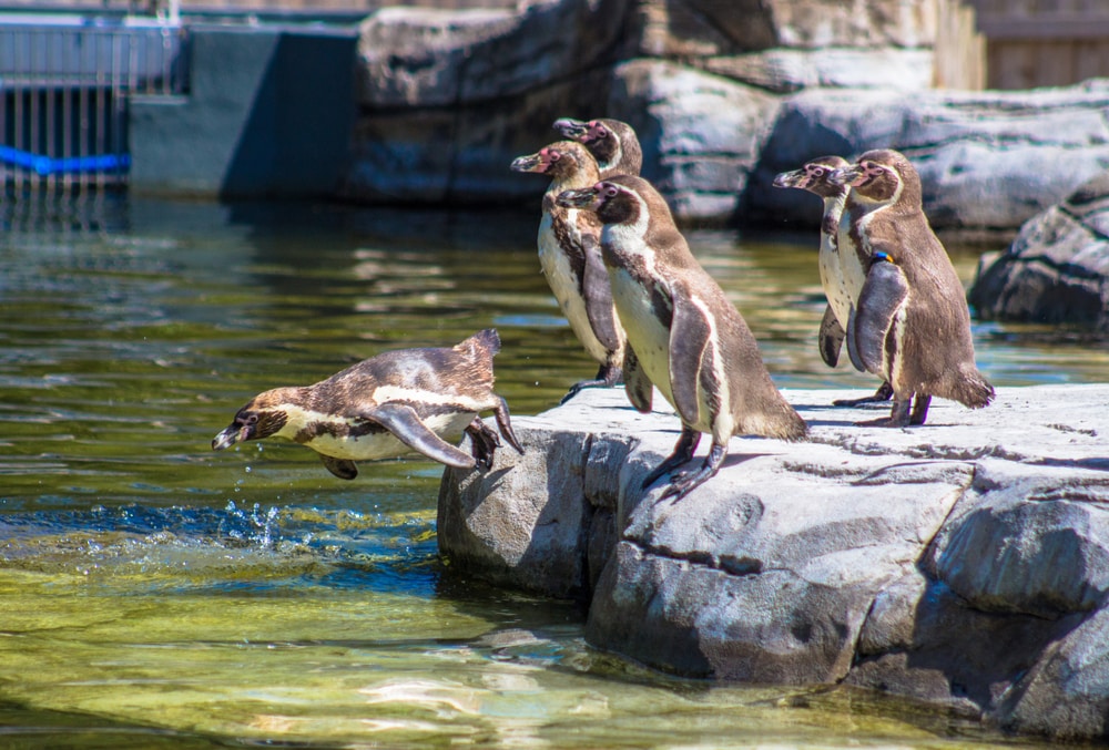 penguins at chester zoo