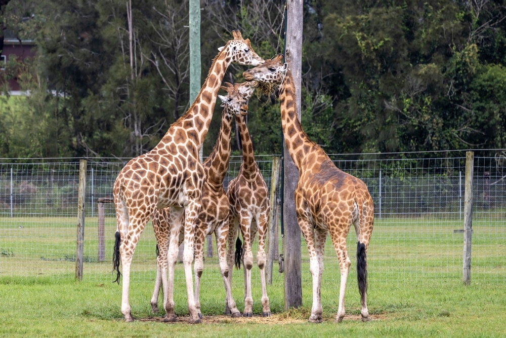 giraffe herd