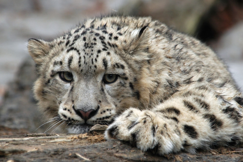 snow leopard