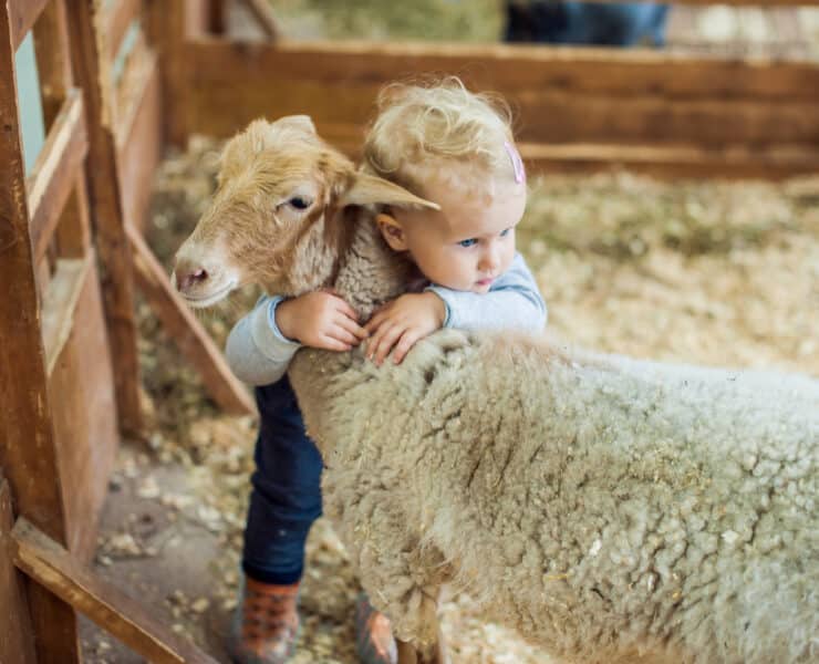 young child hugging a sheep