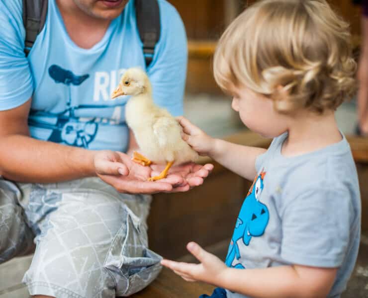 young child stroking a duckling