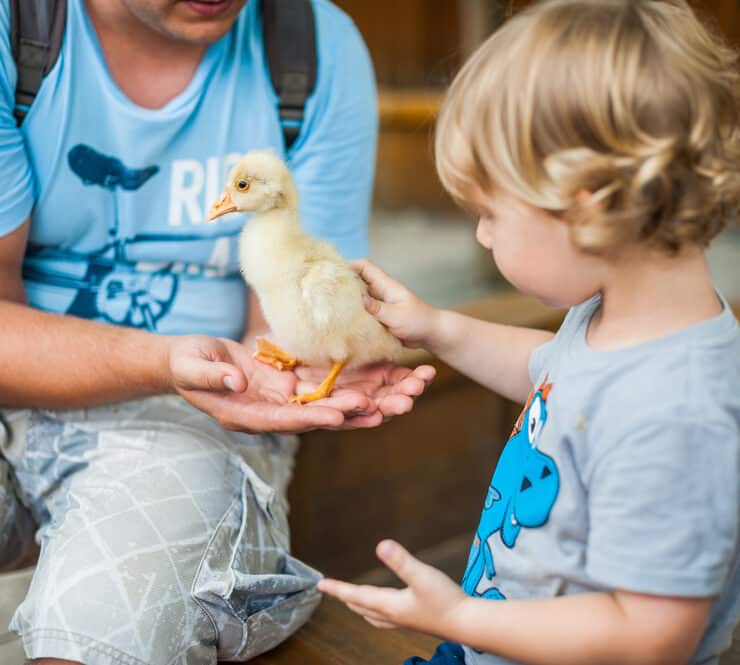 young child stroking a duckling