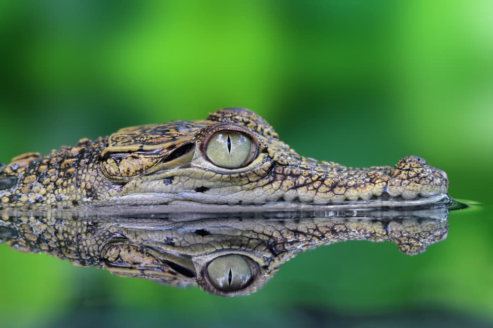 crocodiles