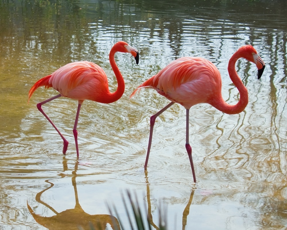 flamingos