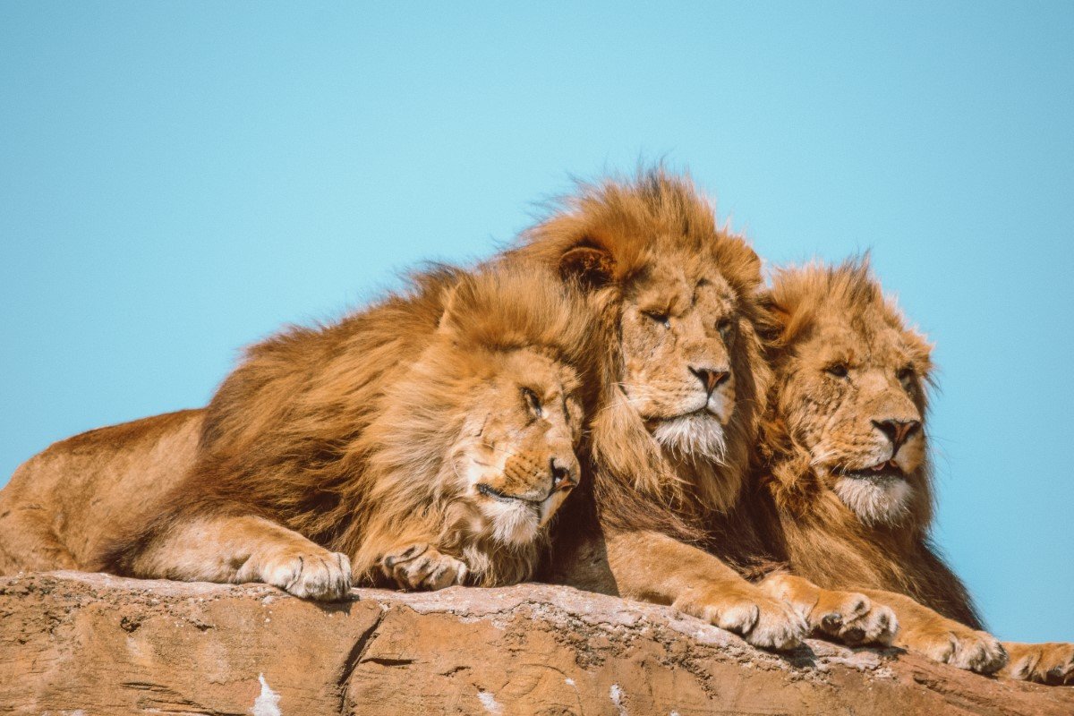 West Midland Safari Park lions
