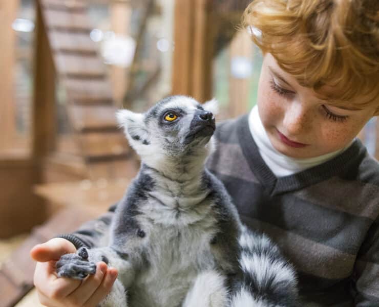 Little boy holding a lima