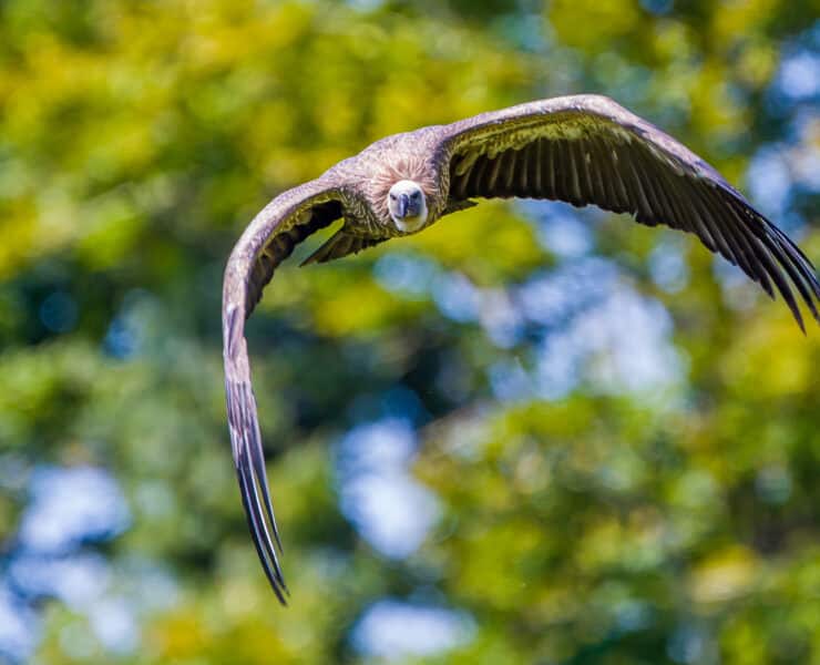 Image of a bird
