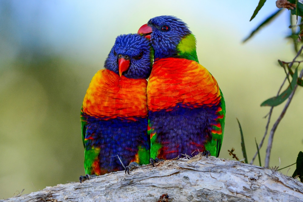 two lorikeets snuggling up together