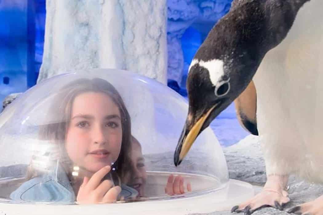 kids interacting with penguins