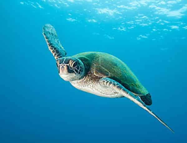 turtle swimming