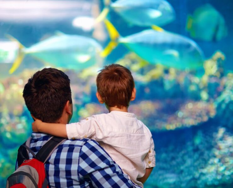 Father and son looking at fish