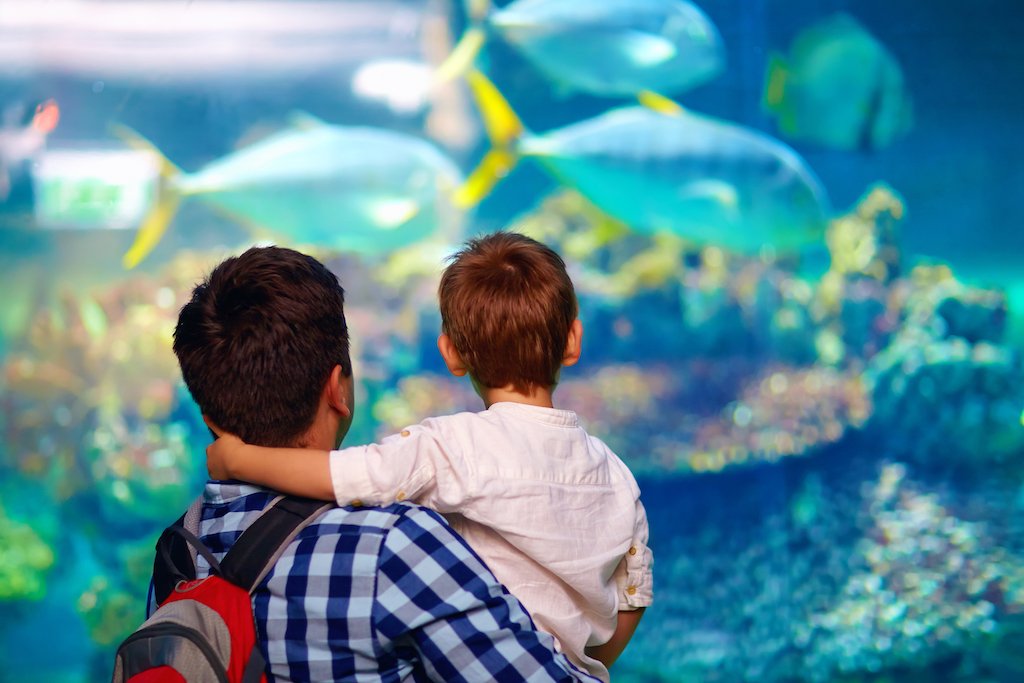 Father and son looking at fish