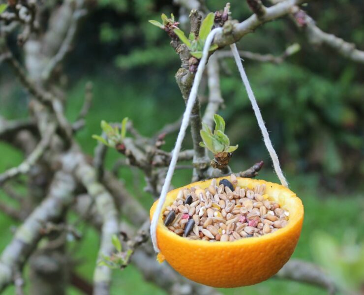 bird feeder in the garden