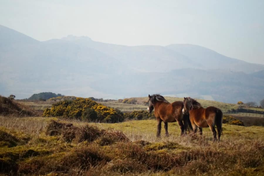 murlough nature reservation