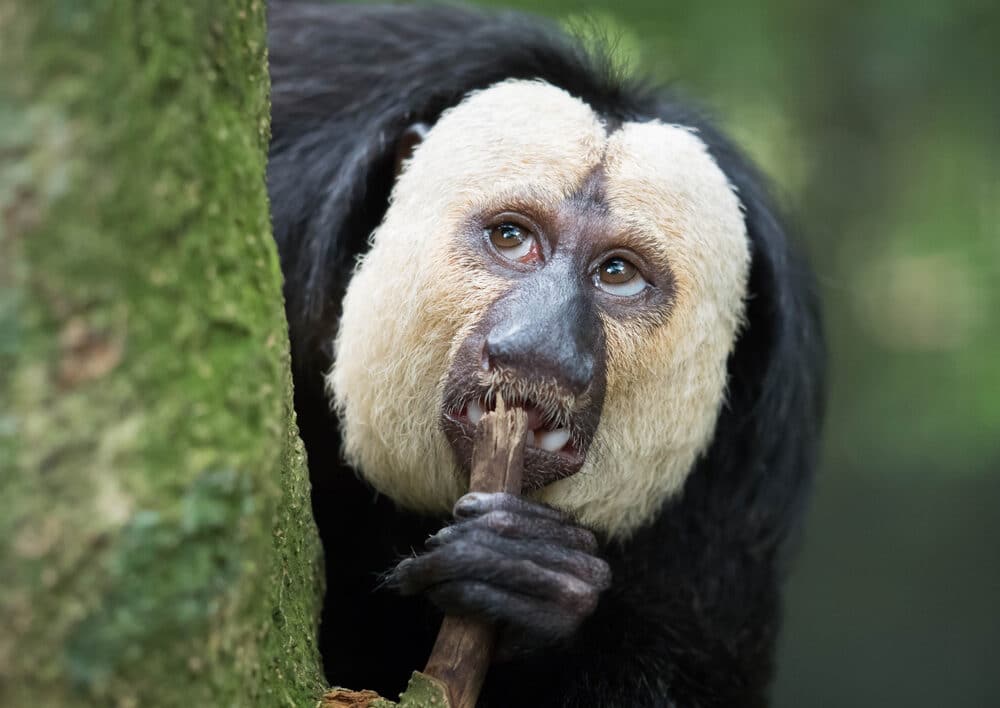 saki monkey