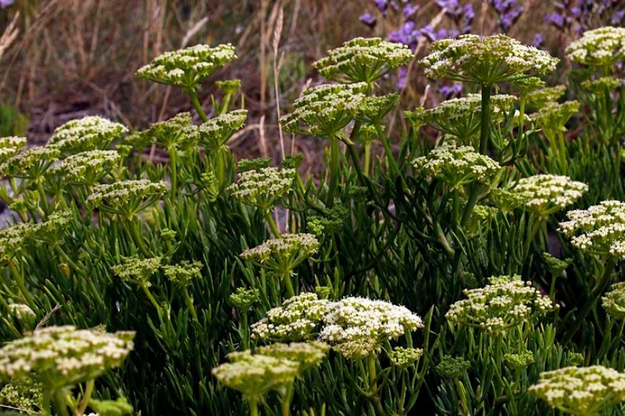 samphire heath meadows